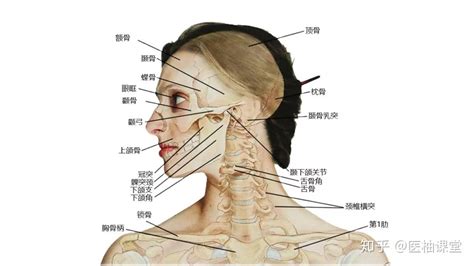 脖子下面的骨頭